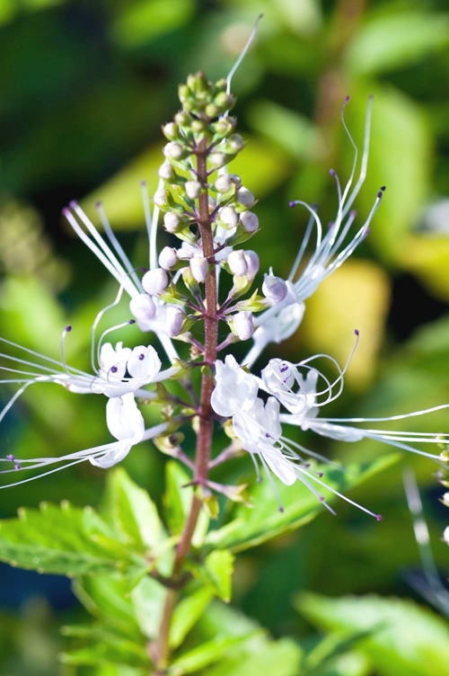 16302863 - thai herb - java tea, kidney tea plant, cat